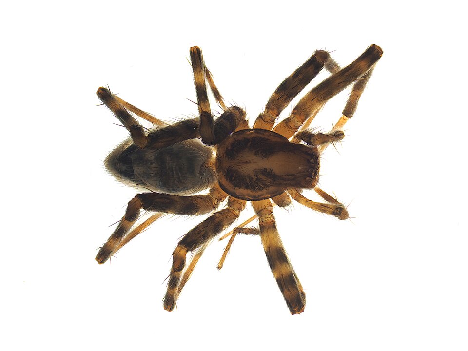 Malarina