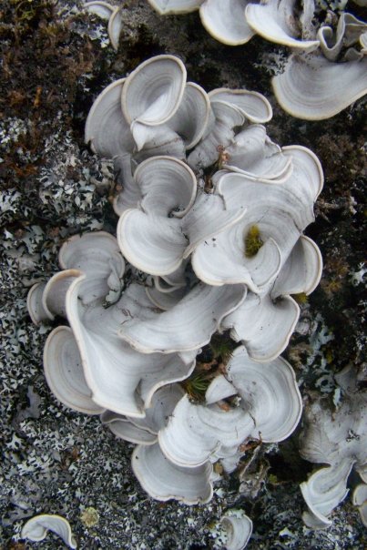 Marcela Arias Moncada