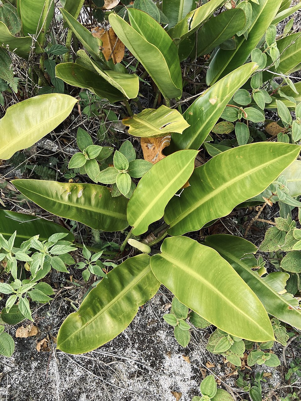 Marcus Alberto Nadruz Coelho