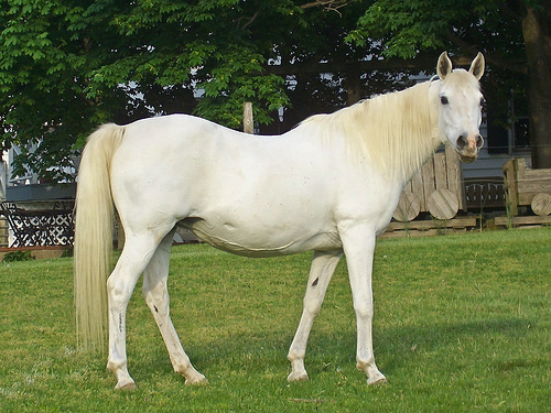 Mares