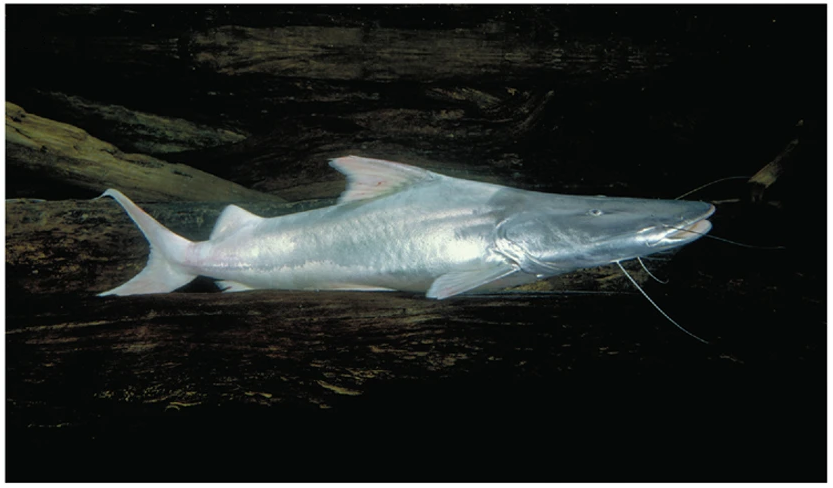 Marlon Miranda Velásquez