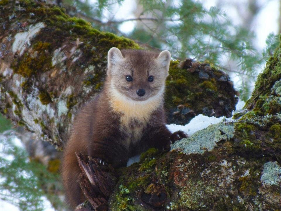 Marten Winter