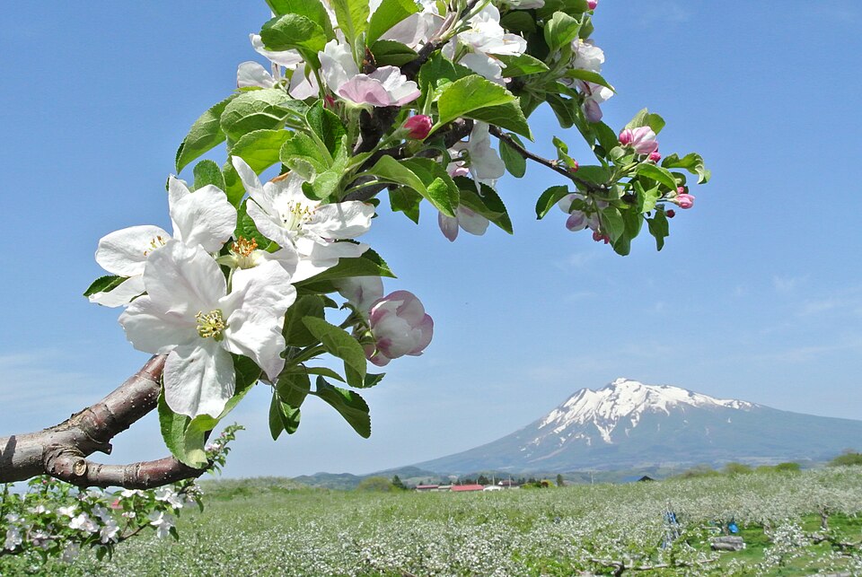 Martine White Gjerde