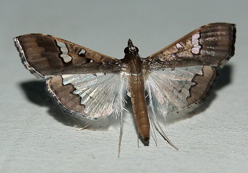 Maruca