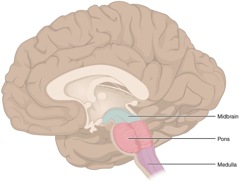 Medulla Oblongata