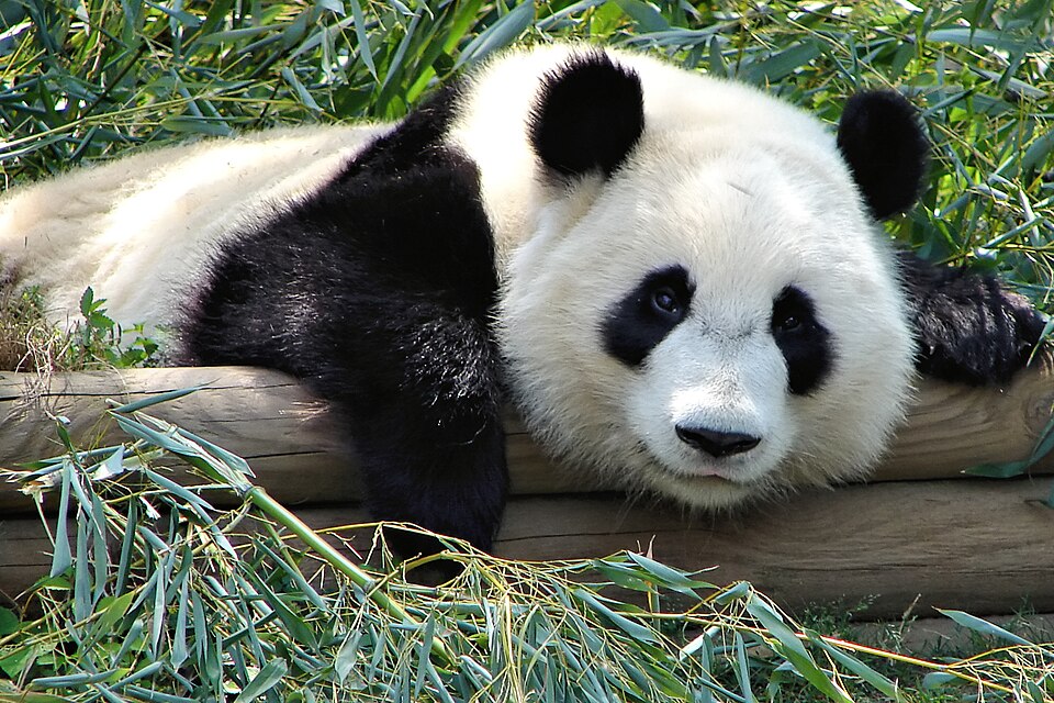 Mei Lan