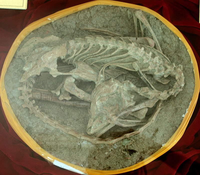 Meilong