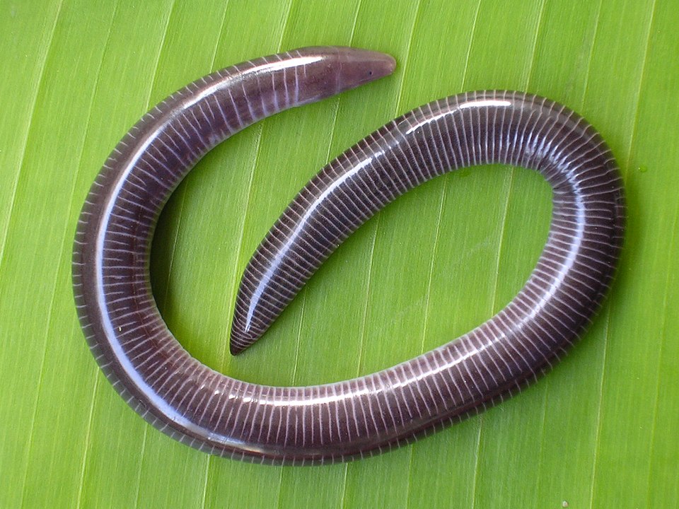 Menoni