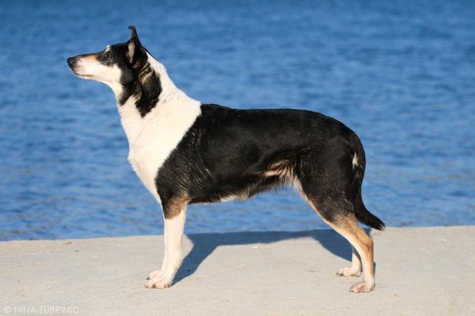 Michelle Collie