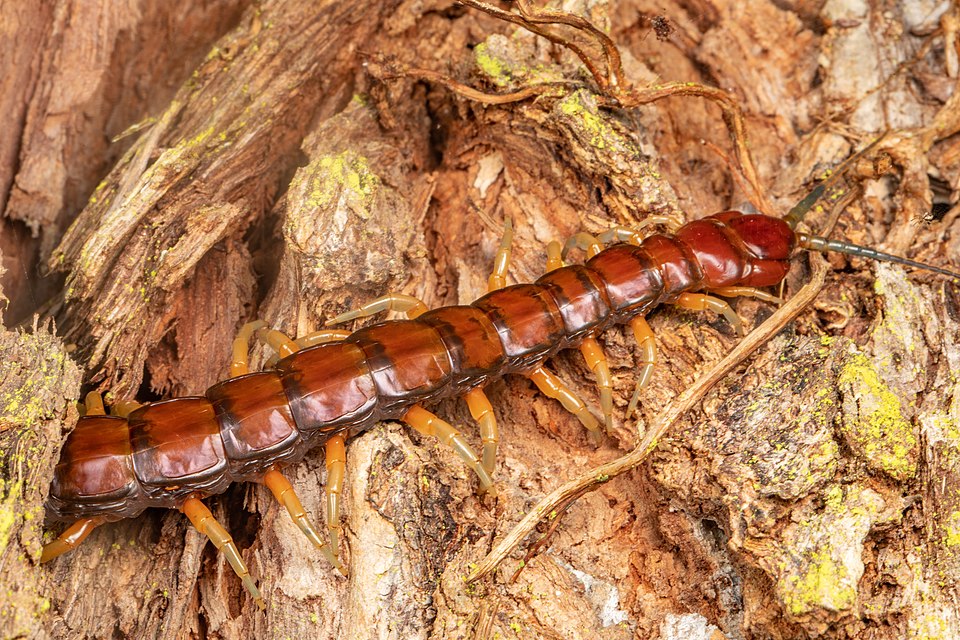 Mikael Randrianirina