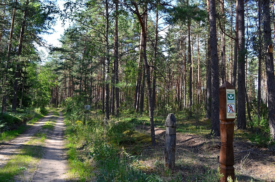 Mindaugas Lapelė