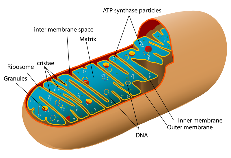 Mitochondria