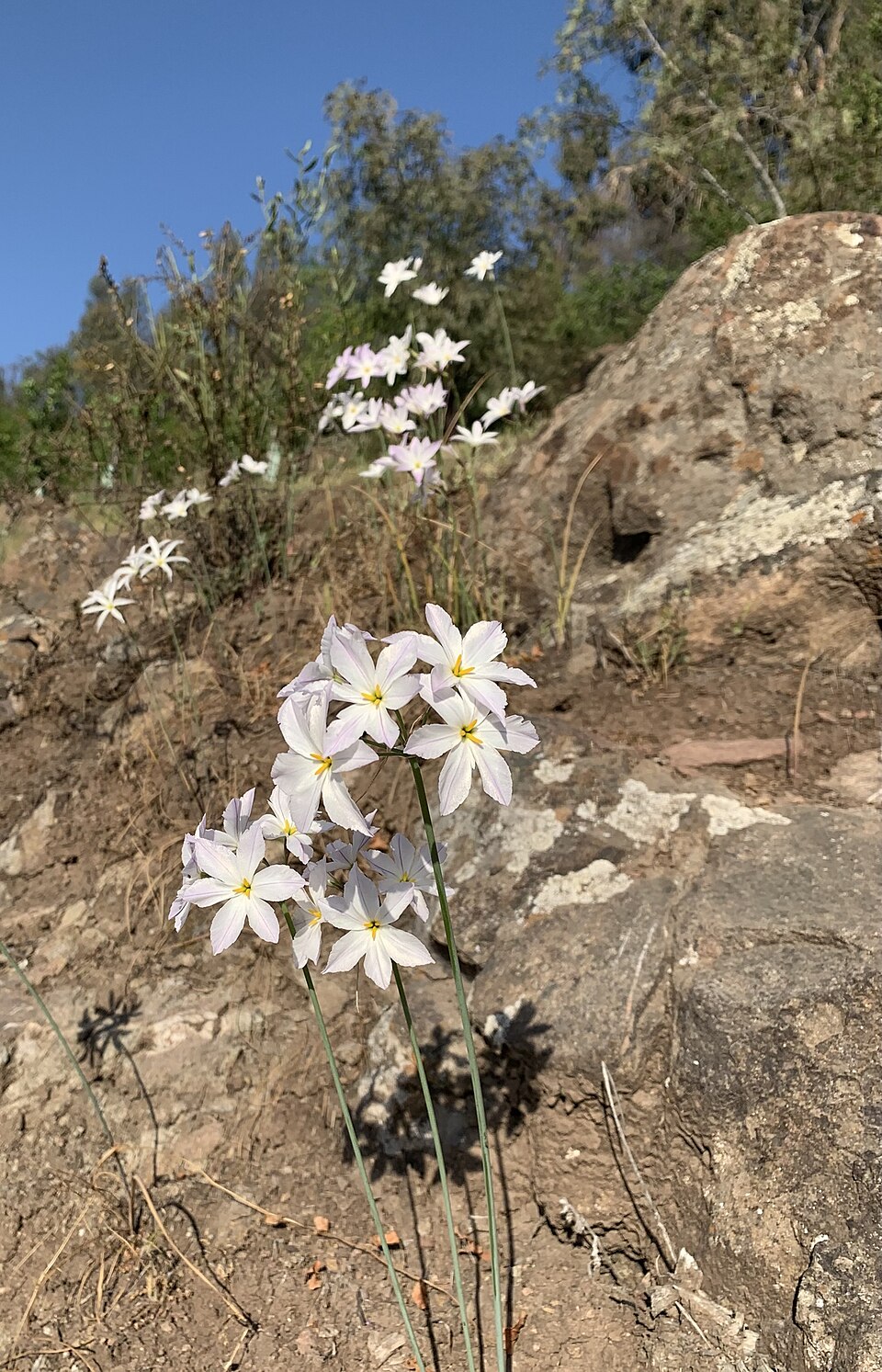 Modesta Jara