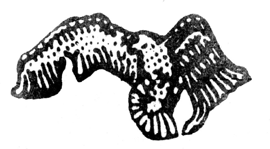 Mohamed Ould Saleh Ould Amr