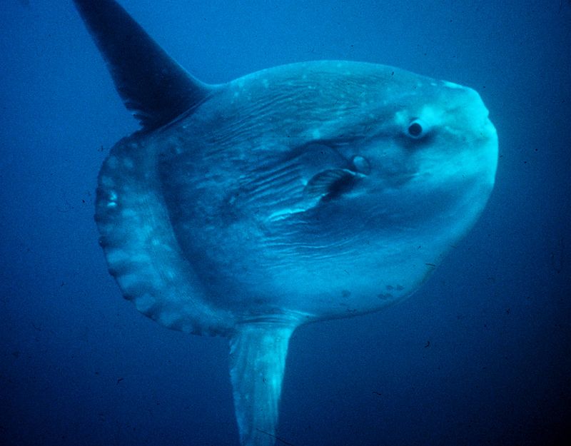 Mola