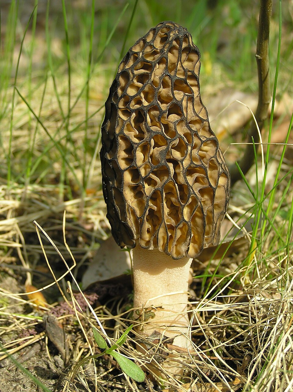 Morel