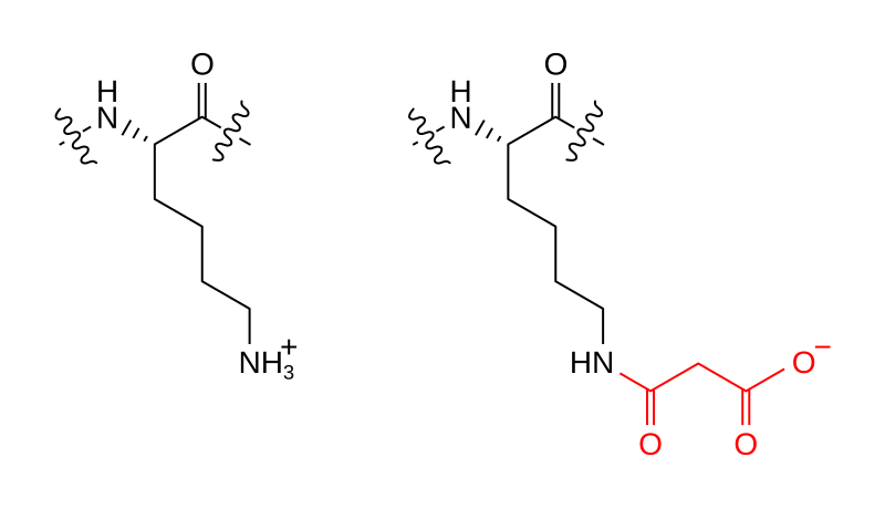 Morten Scheibye-Knudsen