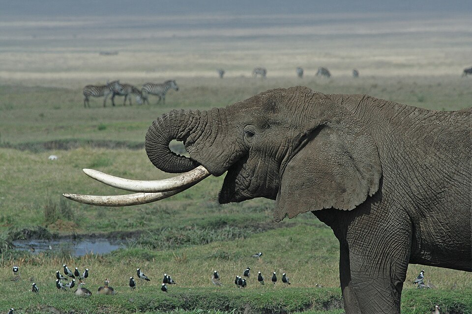 Moses Omondi