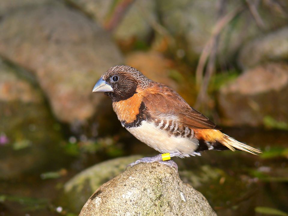 Munia