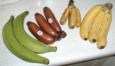 Musa Maina
