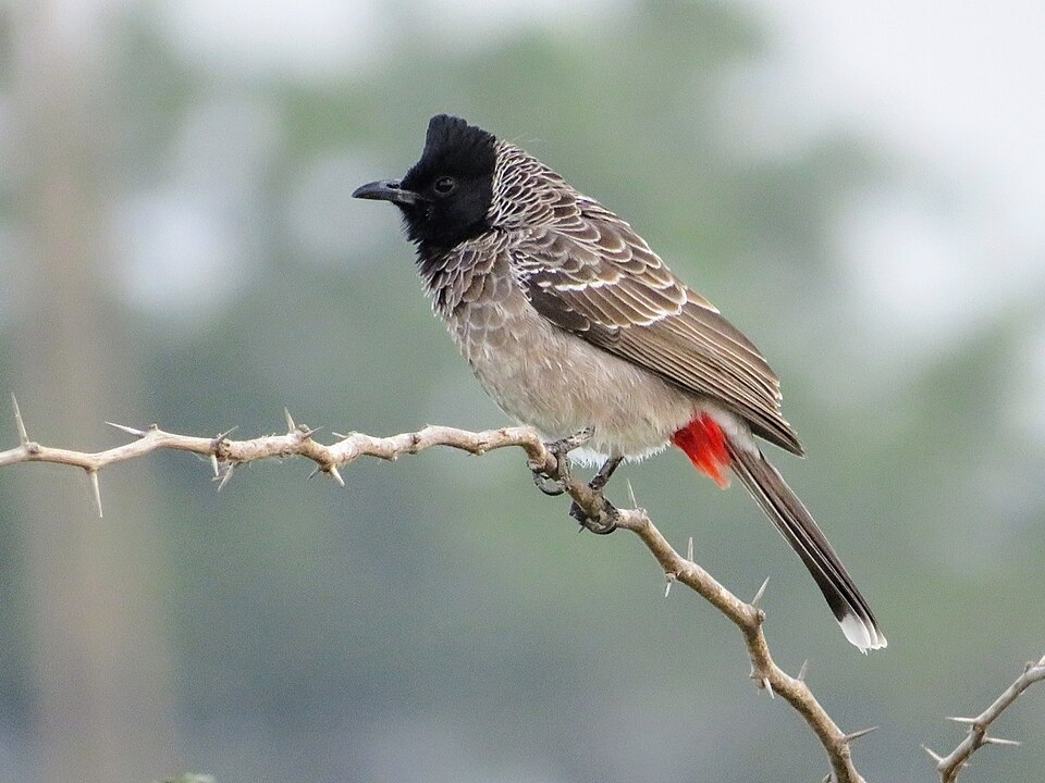 N I Bulbul