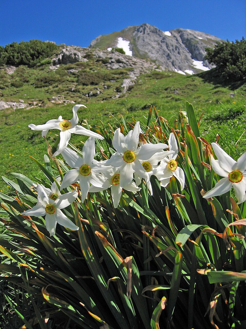 Narcissus