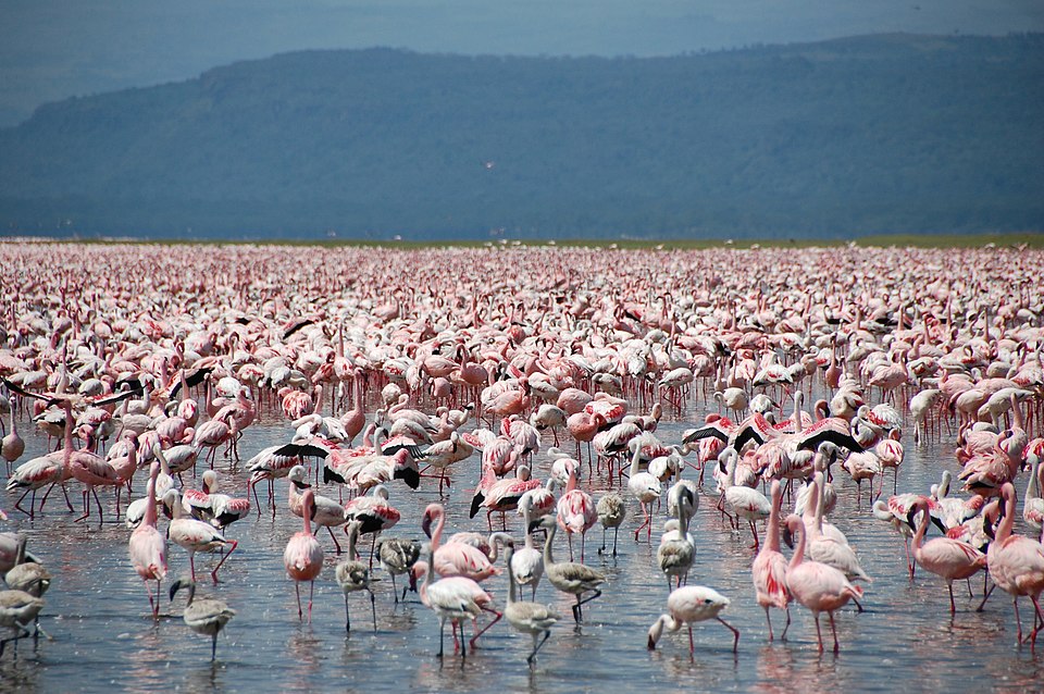 Nderitu Gikaria