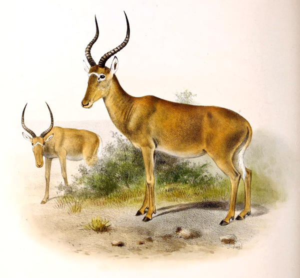 Northern Rangelands Trust
