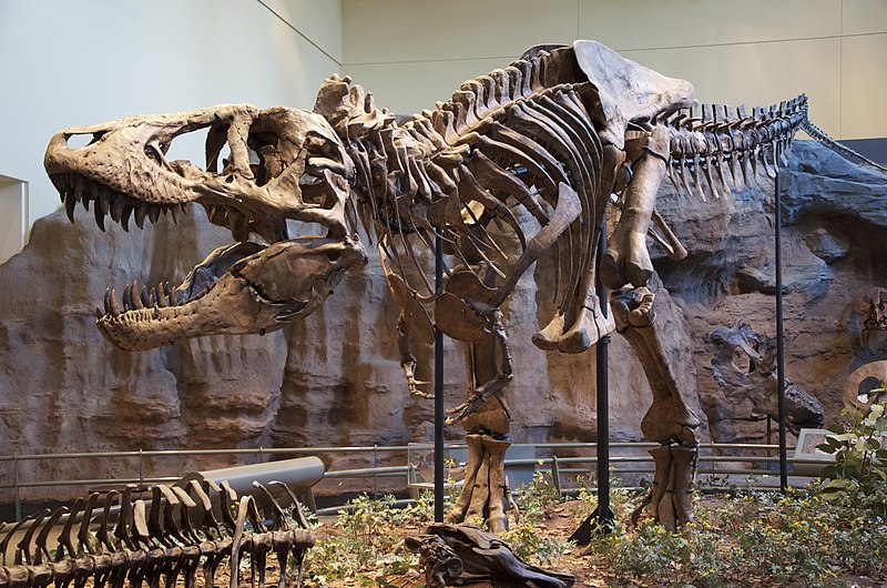Old Rex