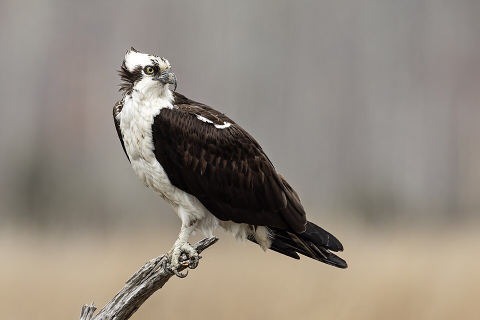Osprey