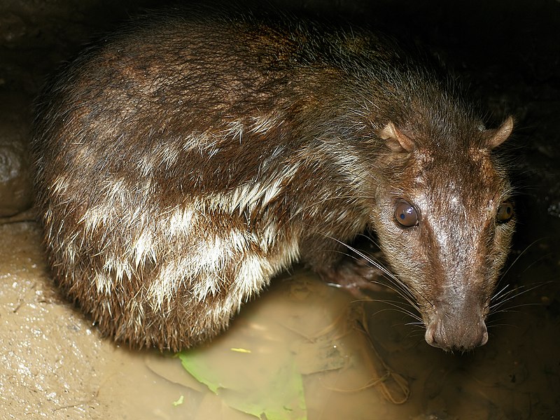 Paca López