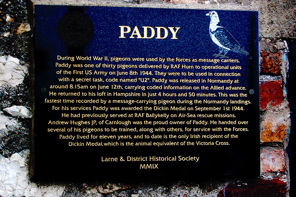 Paddy the Pigeon