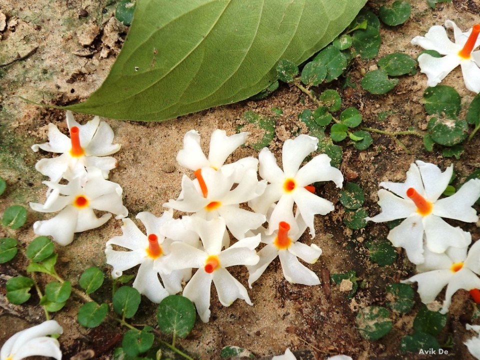 Parijat