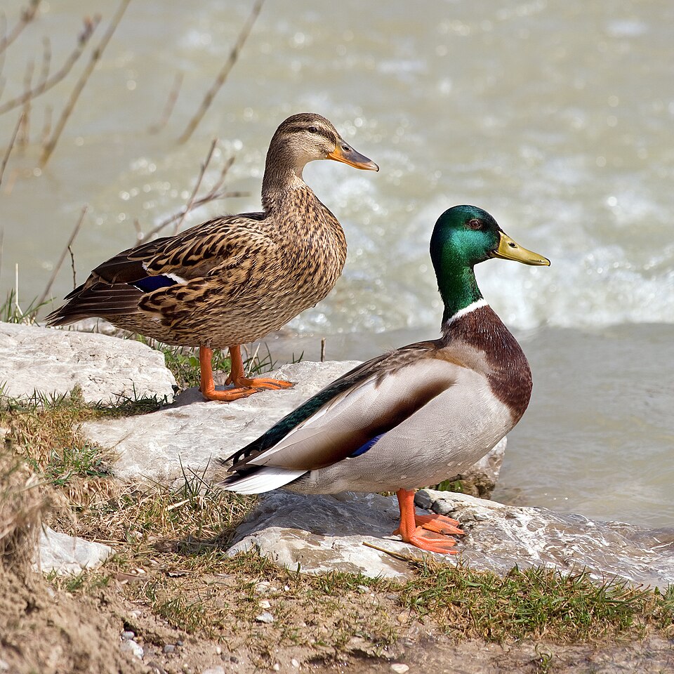 Paul Mallard