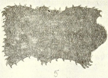 Pedro Ignacio Carvallo Álvarez