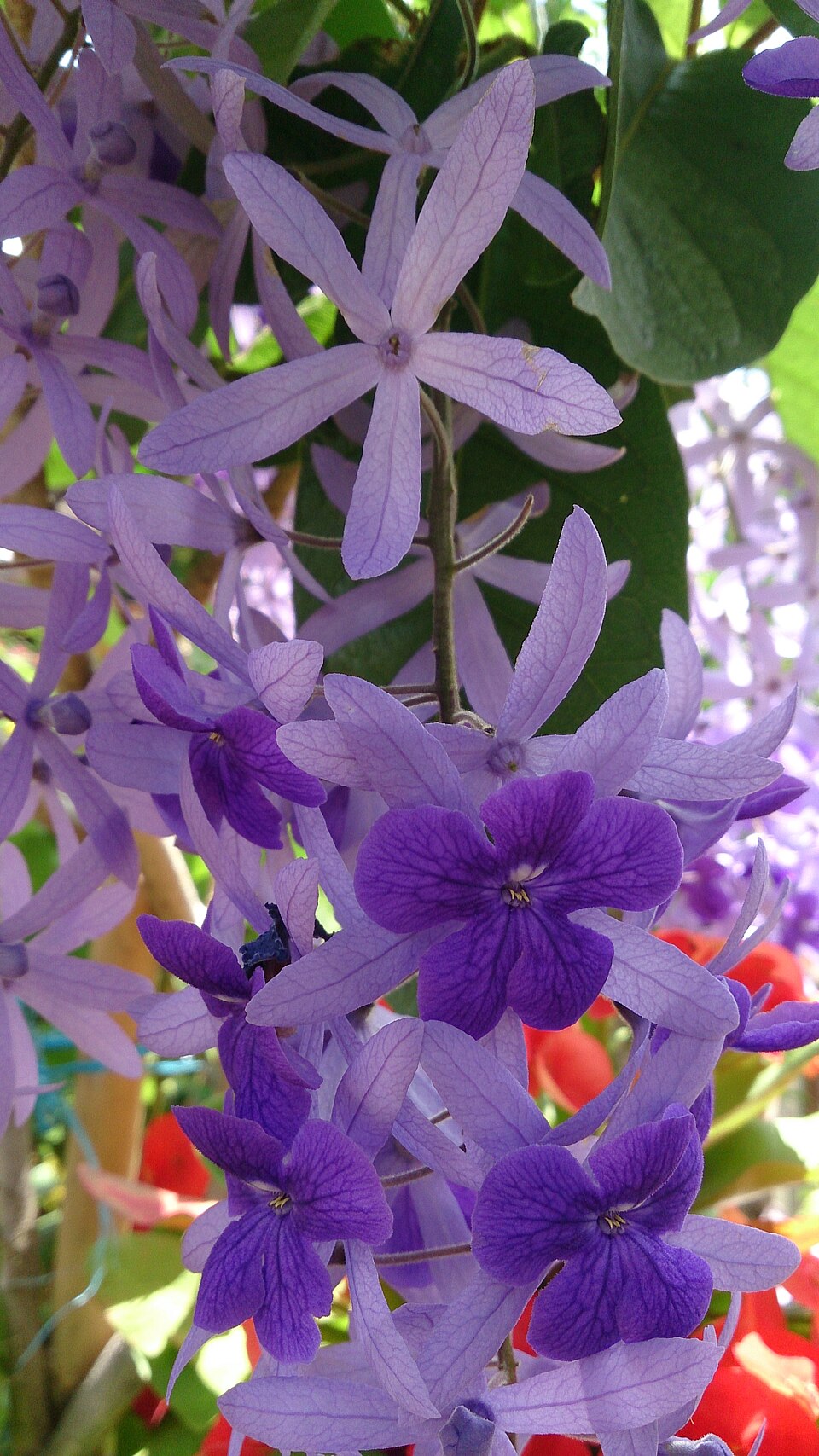 Petrea James