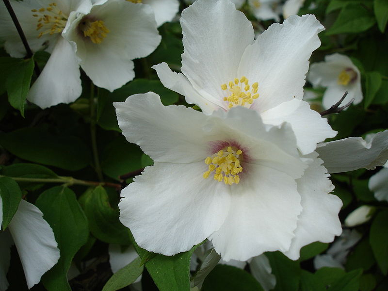 Philadelphus