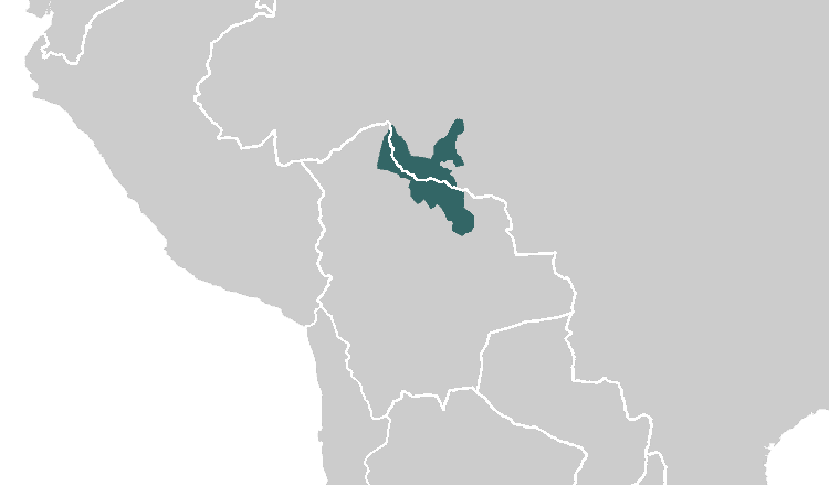 Pije XI