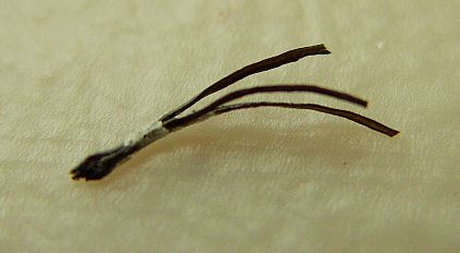 Pili