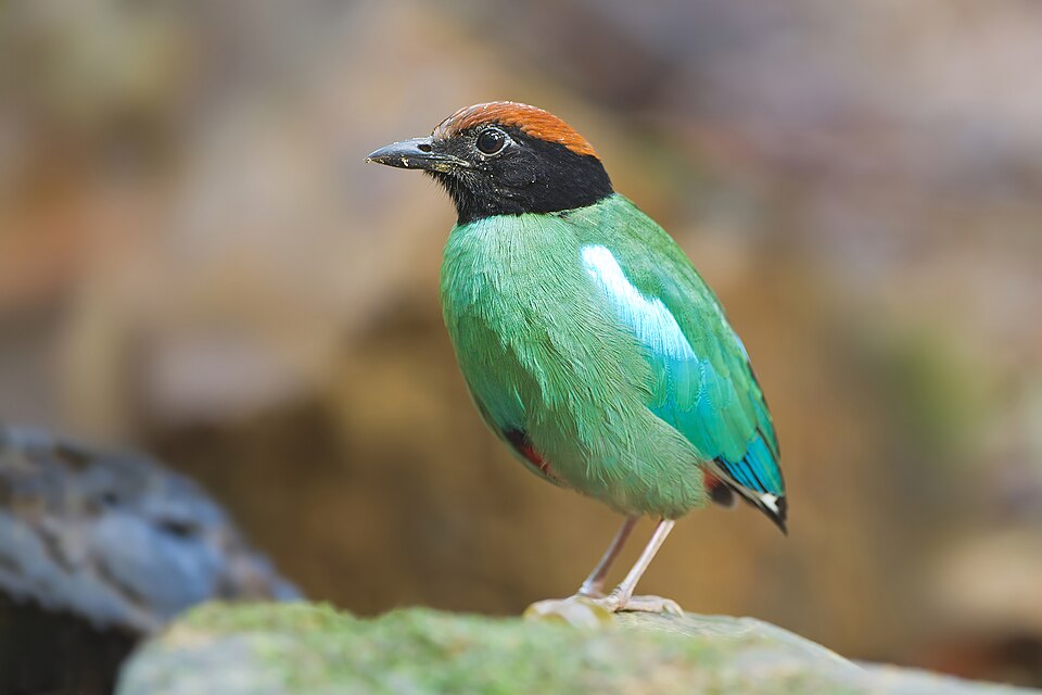 Pitta