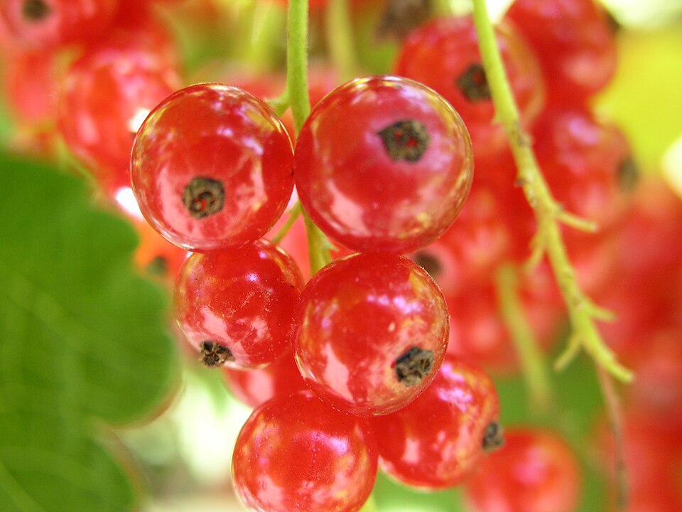 Porter Berry