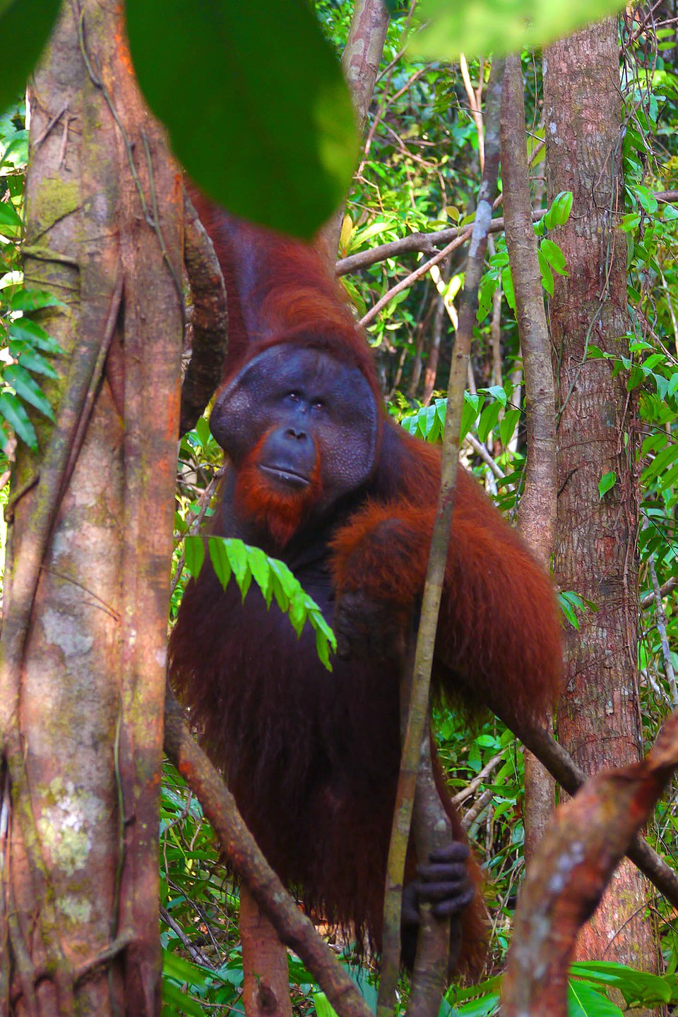 Puji Siswanto