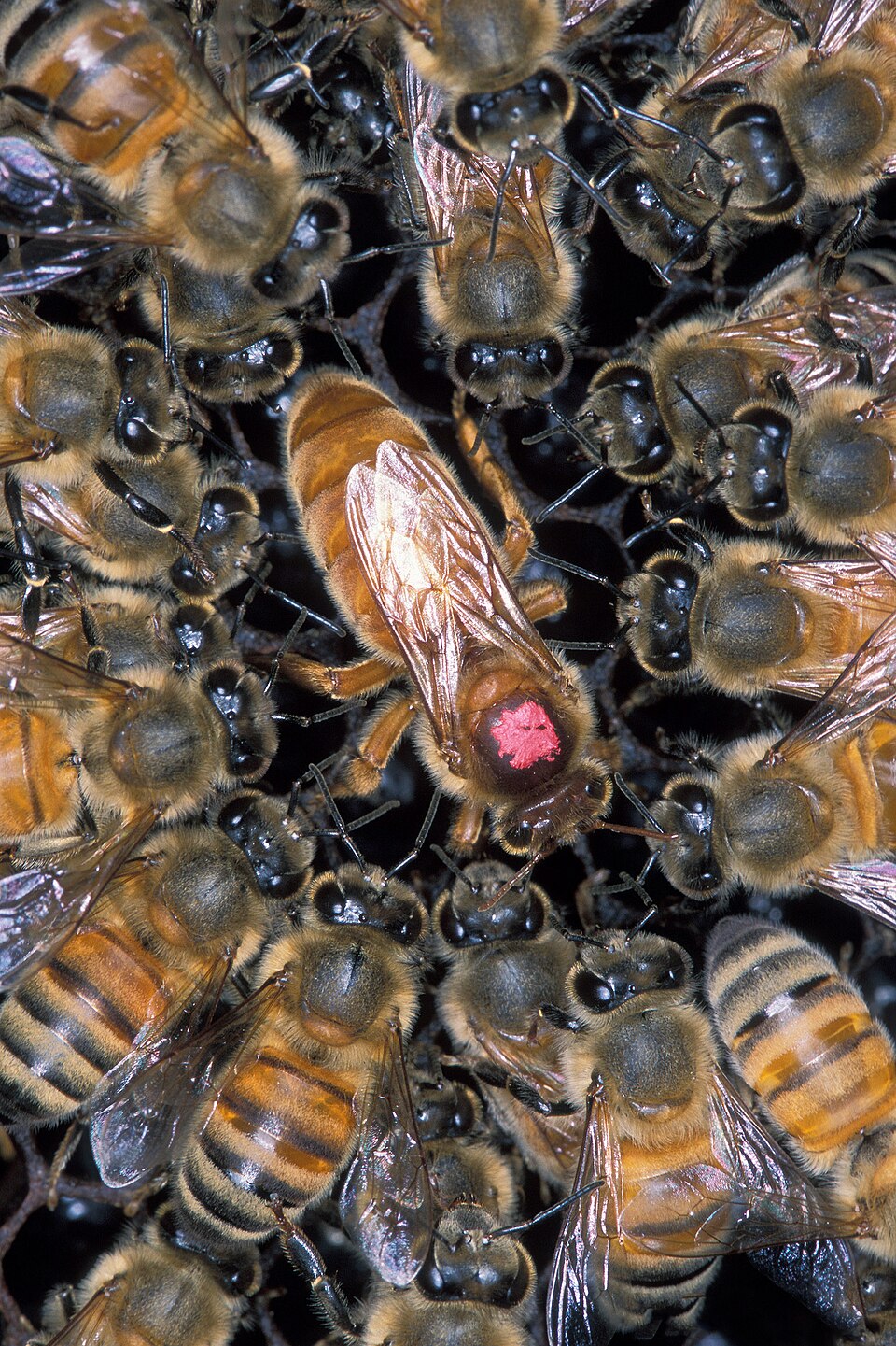 Queen Bees