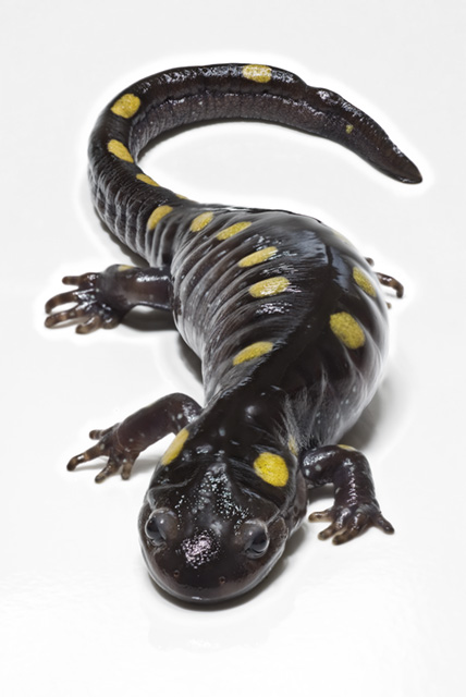 Rachel Salamander