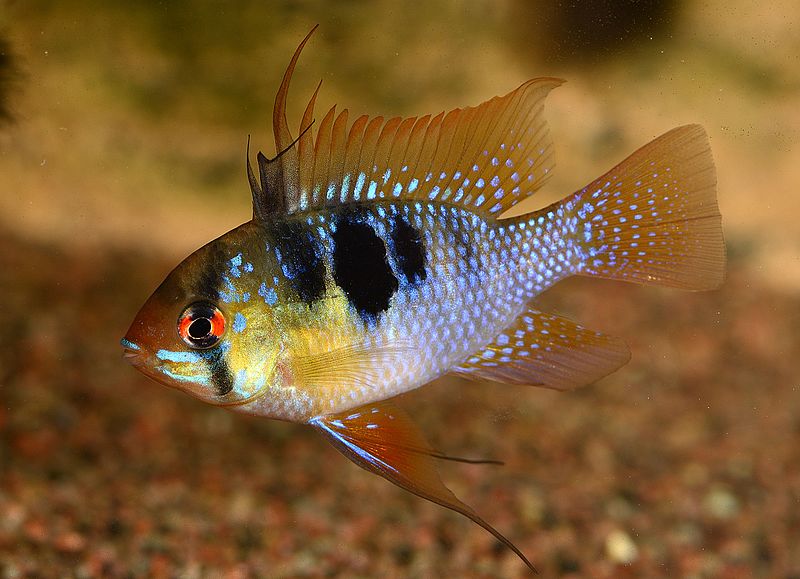 Ram Fish
