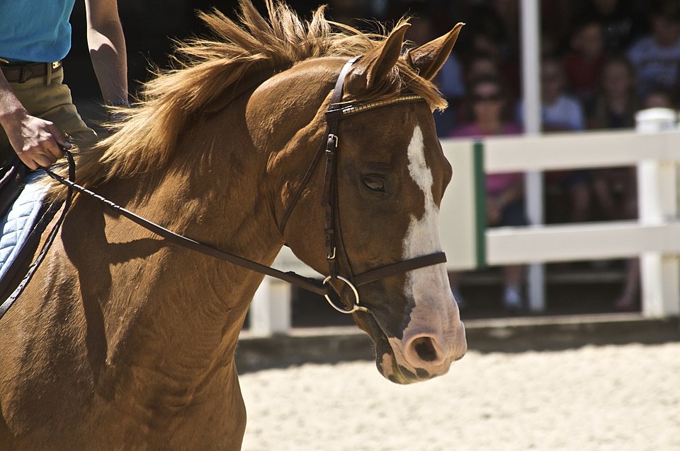Rein