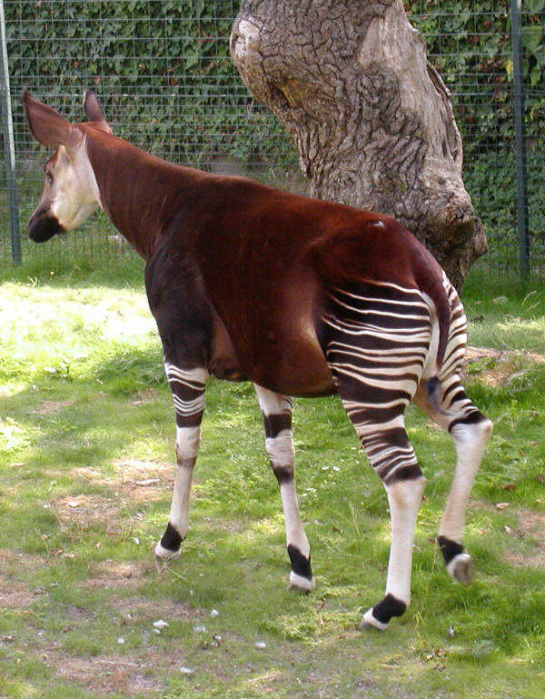 Rex Masai