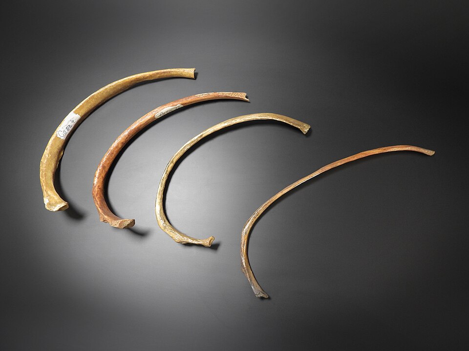 Rib