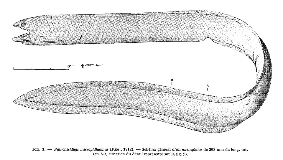 Richard van der Jagt