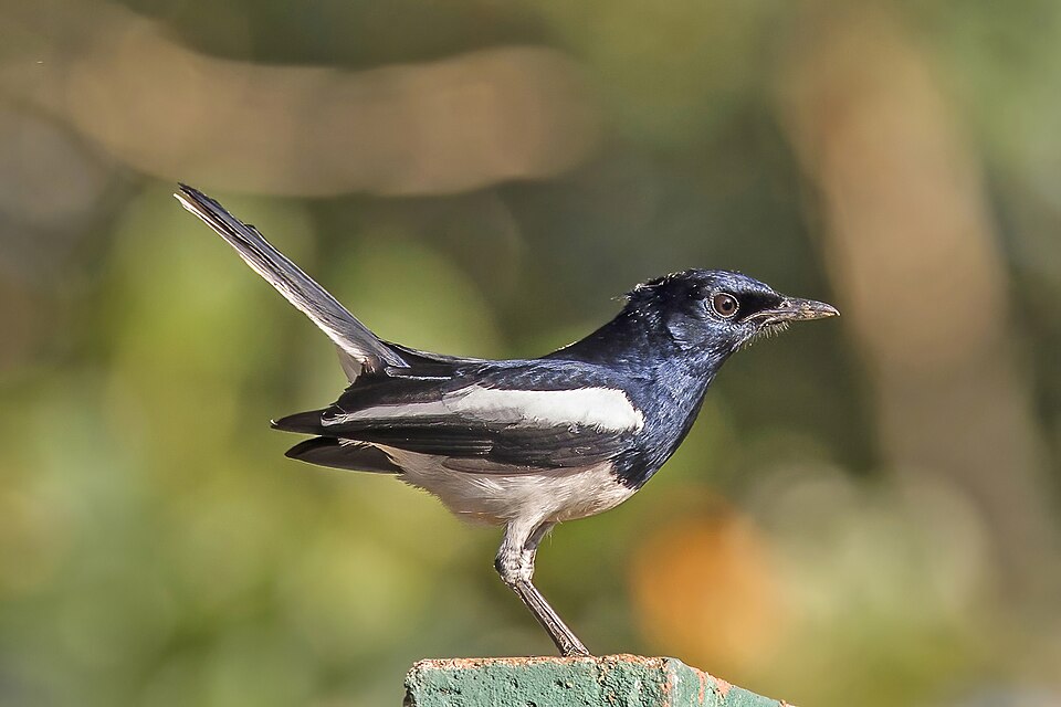Robin Spinks